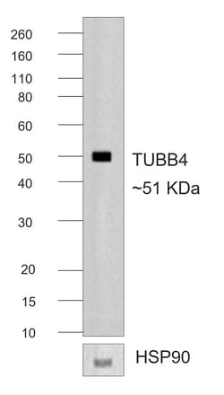 Invitrogen&trade;&nbsp;Rabbit anti-Mouse IgG2b Recombinant Secondary Antibody