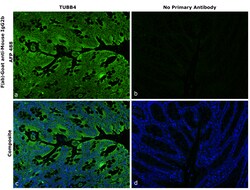 Invitrogen F(ab)-Goat anti-Mouse IgG2b Recombinant Secondary Antibody, Alexa Fluor Plus 488 250 &mu;L | Buy Online | Invitrogen&trade; | Fisher Scientific