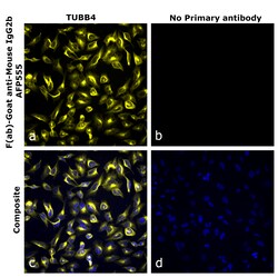 Invitrogen F(ab)-Goat anti-Mouse IgG2b Recombinant Secondary Antibody, Alexa Fluor Plus 555 250 &mu;L | Buy Online | Invitrogen&trade; | Fisher Scientific