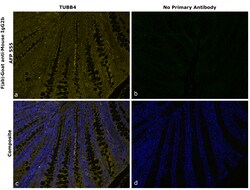 Invitrogen F(ab)-Goat anti-Mouse IgG2b Recombinant Secondary Antibody, Alexa Fluor Plus 555 250 &mu;L | Buy Online | Invitrogen&trade; | Fisher Scientific