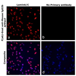 Invitrogen F(ab)-Goat anti-Mouse IgG2b Recombinant Secondary Antibody, Alexa Fluor Plus 647 250 &mu;L | Buy Online | Invitrogen&trade; | Fisher Scientific