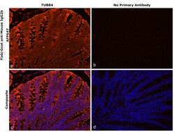 Invitrogen F(ab)-Goat anti-Mouse IgG2b Recombinant Secondary Antibody, Alexa Fluor Plus 647 250 &mu;L | Buy Online | Invitrogen&trade; | Fisher Scientific