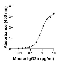 Invitrogen F(ab)-Goat anti-Mouse IgG2b Recombinant Secondary Antibody 250 &mu;L | Buy Online | Invitrogen&trade; | Fisher Scientific