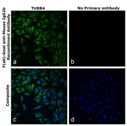 Invitrogen F(ab)-Goat anti-Mouse IgG2b Recombinant Secondary Antibody 250 &mu;L | Buy Online | Invitrogen&trade; | Fisher Scientific