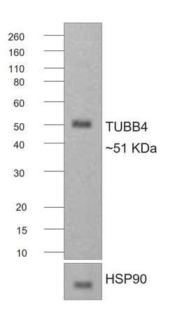 Invitrogen F(ab)-Goat anti-Mouse IgG2b Recombinant Secondary Antibody 250 &mu;L | Buy Online | Invitrogen&trade; | Fisher Scientific