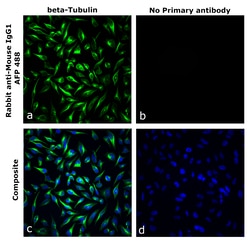 Invitrogen&trade;&nbsp;Rabbit anti-Mouse IgG1 Recombinant Secondary Antibody, Alexa Fluor&trade; Plus 488
