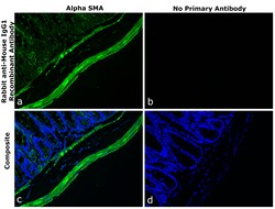 Invitrogen Rabbit anti-Mouse IgG1 Recombinant Secondary Antibody, Alexa Fluor Plus 488 250 &mu;L | Buy Online | Invitrogen&trade; | Fisher Scientific