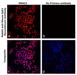 Invitrogen Rabbit anti-Mouse IgG1 Recombinant Secondary Antibody 250 &mu;L | Buy Online | Invitrogen&trade; | Fisher Scientific