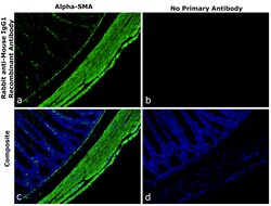 Invitrogen Rabbit anti-Mouse IgG1 Recombinant Secondary Antibody 250 &mu;L | Buy Online | Invitrogen&trade; | Fisher Scientific