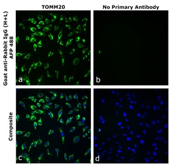 Invitrogen&trade;&nbsp;Goat anti-Rabbit IgG (H+L) Superclonal&trade; Secondary Antibody, Alexa Fluor&trade; Plus 488