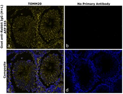 Invitrogen Goat anti-Rabbit IgG (H+L) Superclonal Secondary Antibody, Alexa Fluor Plus 555 250 &mu;L | Buy Online | Invitrogen&trade; | Fisher Scientific