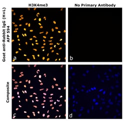 Invitrogen&trade;&nbsp;Goat anti-Rabbit IgG (H+L) Superclonal&trade; Secondary Antibody, Alexa Fluor&trade; Plus 594