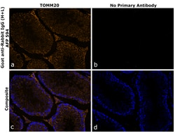Invitrogen Goat anti-Rabbit IgG (H+L) Superclonal Secondary Antibody, Alexa Fluor Plus 594 250 &mu;L | Buy Online | Invitrogen&trade; | Fisher Scientific