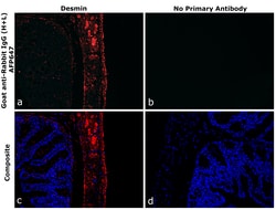 Invitrogen&trade;&nbsp;Goat anti-Rabbit IgG (H+L) Superclonal&trade; Secondary Antibody, Alexa Fluor&trade; Plus 647
