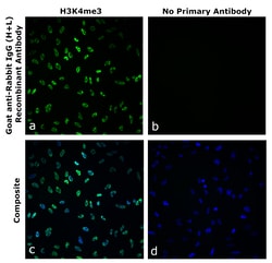 Invitrogen&trade;&nbsp;Goat anti-Rabbit IgG (H+L) Superclonal&trade; Secondary Antibody