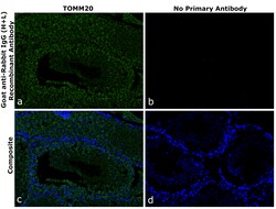 Invitrogen Goat anti-Rabbit IgG (H+L) Superclonal Secondary Antibody 250 &mu;L | Buy Online | Invitrogen&trade; | Fisher Scientific