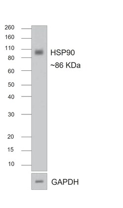 Invitrogen Goat anti-Rabbit IgG (H+L) Superclonal Secondary Antibody 250 &mu;L | Buy Online | Invitrogen&trade; | Fisher Scientific