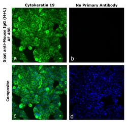 Invitrogen&trade;&nbsp;Goat anti-Mouse IgG (H+L) Superclonal&trade; Secondary Antibody, Alexa Fluor&trade; 488