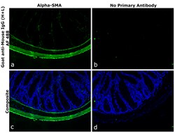Invitrogen Goat anti-Mouse IgG (H+L) Superclonal Secondary Antibody, Alexa Fluor 488 1 mg | Buy Online | Invitrogen&trade; | Fisher Scientific