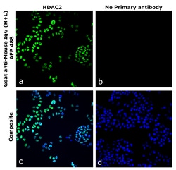 Invitrogen&trade;&nbsp;Goat anti-Mouse IgG (H+L) Superclonal&trade; Secondary Antibody, Alexa Fluor&trade; Plus 488