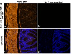 Invitrogen Goat anti-Mouse IgG (H+L) Superclonal Secondary Antibody, Alexa Fluor Plus 594 250 &mu;L | Buy Online | Invitrogen&trade; | Fisher Scientific