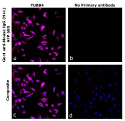 Invitrogen&trade;&nbsp;Goat anti-Mouse IgG (H+L) Superclonal&trade; Secondary Antibody, Alexa Fluor&trade; Plus 680