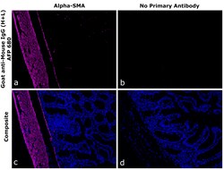 Invitrogen Goat anti-Mouse IgG (H+L) Superclonal Secondary Antibody, Alexa Fluor Plus 680 250 &mu;L | Buy Online | Invitrogen&trade; | Fisher Scientific