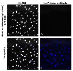 Invitrogen&trade;&nbsp;Goat anti-Mouse IgG (H+L) Superclonal&trade; Secondary Antibody, Alexa Fluor&trade; Plus 800