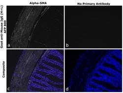 Invitrogen Goat anti-Mouse IgG (H+L) Superclonal Secondary Antibody, Alexa Fluor Plus 800 250 &mu;L | Buy Online | Invitrogen&trade; | Fisher Scientific