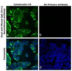 Invitrogen&trade;&nbsp;Goat anti-Mouse IgG (H+L) Superclonal&trade; Secondary Antibody