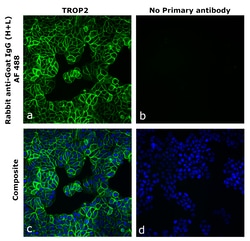 Invitrogen&trade;&nbsp;Rabbit anti-Goat IgG (H+L) Superclonal&trade; Secondary Antibody, Alexa Fluor&trade; 488