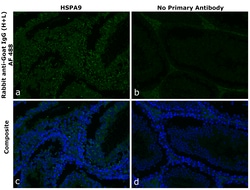 Invitrogen&trade;&nbsp;Rabbit anti-Goat IgG (H+L) Superclonal&trade; Secondary Antibody, Alexa Fluor&trade; 488