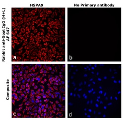 Invitrogen&trade;&nbsp;Rabbit anti-Goat IgG (H+L) Superclonal&trade; Secondary Antibody, Alexa Fluor&trade; 647