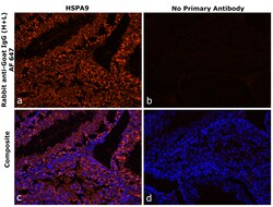 Invitrogen&trade;&nbsp;Rabbit anti-Goat IgG (H+L) Superclonal&trade; Secondary Antibody, Alexa Fluor&trade; 647