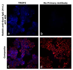Invitrogen&trade;&nbsp;Rabbit anti-Goat IgG (H+L) Superclonal&trade; Secondary Antibody, Alexa Fluor&trade; Plus 405