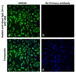 Invitrogen&trade;&nbsp;Rabbit anti-Goat IgG (H+L) Superclonal&trade; Secondary Antibody, Alexa Fluor&trade; Plus 488