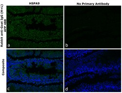 Invitrogen&trade;&nbsp;Rabbit anti-Goat IgG (H+L) Superclonal&trade; Secondary Antibody, Alexa Fluor&trade; Plus 488