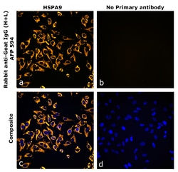 Invitrogen&trade;&nbsp;Rabbit anti-Goat IgG (H+L) Superclonal&trade; Secondary Antibody, Alexa Fluor&trade; Plus 594