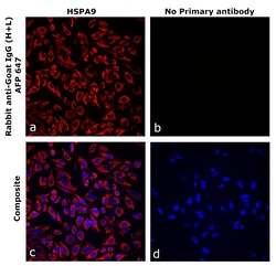 Invitrogen&trade;&nbsp;Rabbit anti-Goat IgG (H+L) Superclonal&trade; Secondary Antibody, Alexa Fluor&trade; Plus 647