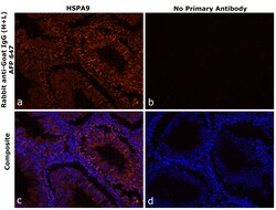 Invitrogen Rabbit anti-Goat IgG (H+L) Superclonal Secondary Antibody, Alexa Fluor Plus 647 250 &mu;L | Buy Online | Invitrogen&trade; | Fisher Scientific