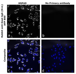 Invitrogen&trade;&nbsp;Rabbit anti-Goat IgG (H+L) Superclonal&trade; Secondary Antibody, Alexa Fluor&trade; Plus 800
