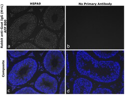 Invitrogen&trade;&nbsp;Rabbit anti-Goat IgG (H+L) Superclonal&trade; Secondary Antibody, Alexa Fluor&trade; Plus 800