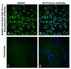 Invitrogen Rabbit anti-Goat IgG (H+L) Superclonal Secondary Antibody 250 &mu;L | Buy Online | Invitrogen&trade; | Fisher Scientific