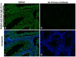 Invitrogen Rabbit anti-Goat IgG (H+L) Superclonal Secondary Antibody 250 &mu;L | Buy Online | Invitrogen&trade; | Fisher Scientific