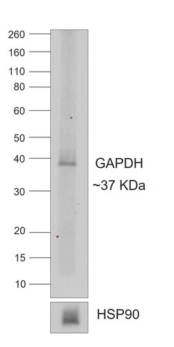 Invitrogen Rabbit anti-Goat IgG (H+L) Superclonal Secondary Antibody 250 &mu;L | Buy Online | Invitrogen&trade; | Fisher Scientific