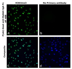 Invitrogen&trade;&nbsp;F(ab)-Goat anti-Rabbit IgG Fc Superclonal&trade; Secondary Antibody, Alexa Fluor&trade; 488