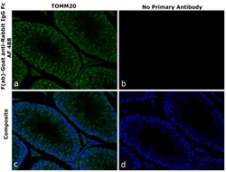 Invitrogen F(ab)-Goat anti-Rabbit IgG Fc Superclonal Secondary Antibody, Alexa Fluor 488 250 &mu;L | Buy Online | Invitrogen&trade; | Fisher Scientific
