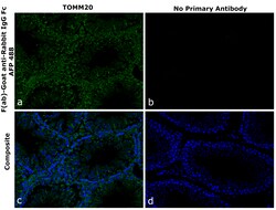 Invitrogen F(ab)-Goat anti-Rabbit IgG Fc Superclonal Secondary Antibody,