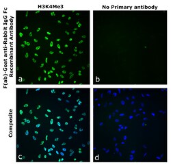 Invitrogen F(ab)-Goat anti-Rabbit IgG Fc Superclonal Secondary Antibody 250 &mu;L | Buy Online | Invitrogen&trade; | Fisher Scientific