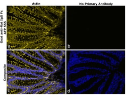Invitrogen Goat anti-Rat IgG Fc Superclonal Secondary Antibody, Alexa Fluor Plus 555 250 &mu;L | Buy Online | Invitrogen&trade; | Fisher Scientific